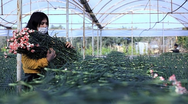 Türkiye'den 22 ülkeye çiçek ihracatı: Pandemiye rağmen rekor artış