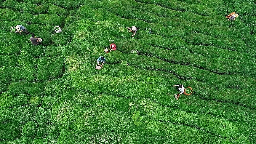 Rize'den 9 ayda 6,4 milyon dolarlık çay ihracatı