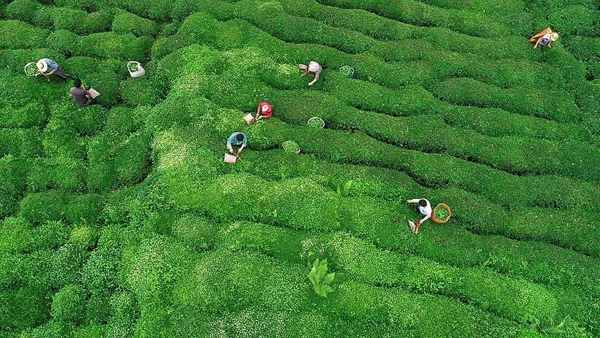 Rize'den 9 ayda 6,4 milyon dolarlık çay ihracatı