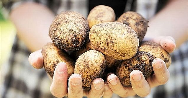 Belediyeler üreticiden patates alımına başladı