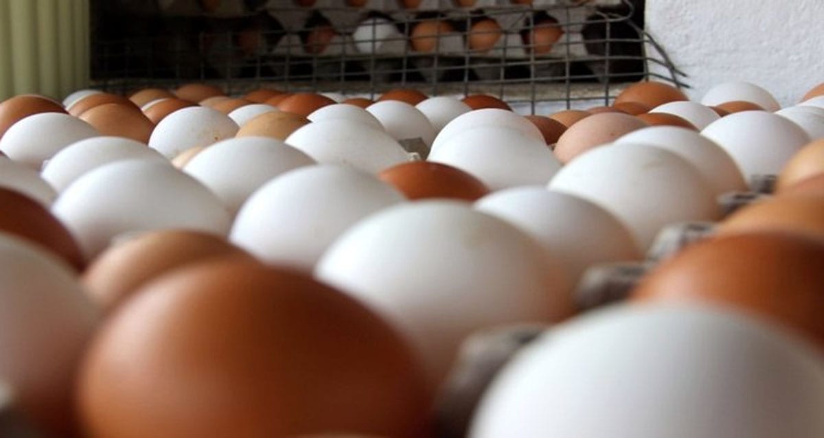 Yumurta üreticilerinden soruşturma açıklaması 