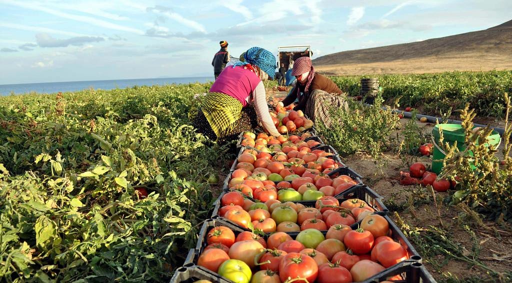Tarım ÜFE mayısta arttı