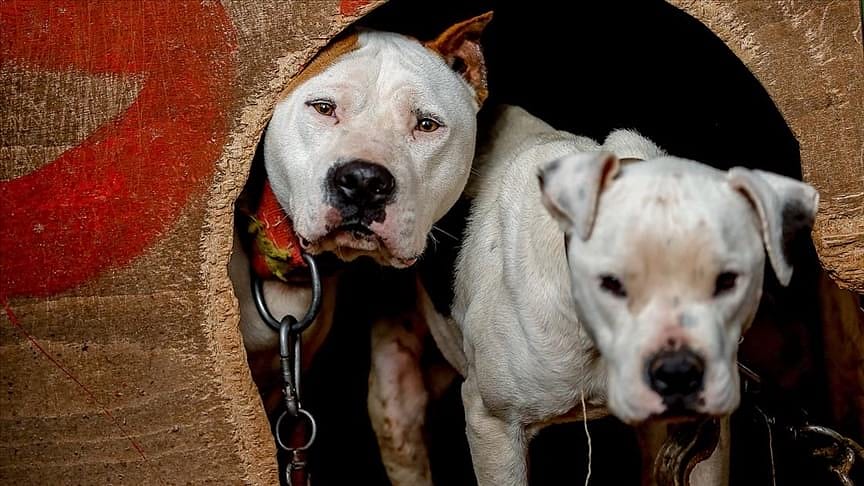 Yasaklı 6 köpek ırkının kayıt altına alınması için süre doluyor