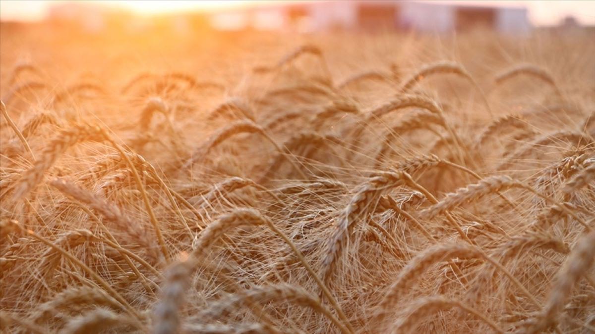 Bir Rusya-Ukrayna savaşı buğday piyasalarını da derinden sarsabilir