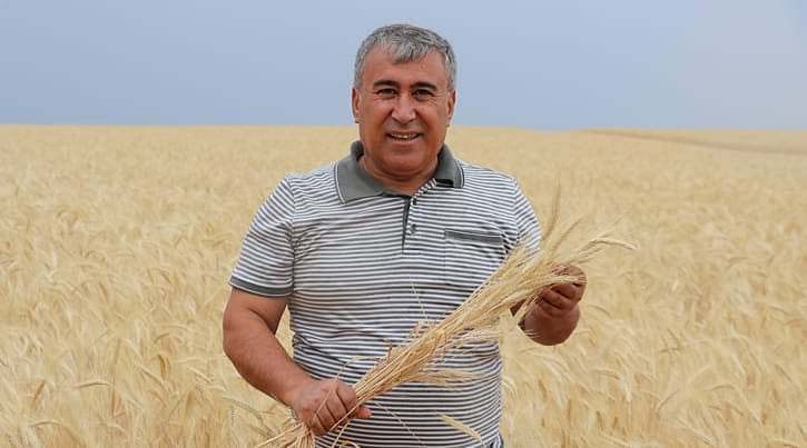 Alternatif ürün tritikale üreticisini sevindirdi 