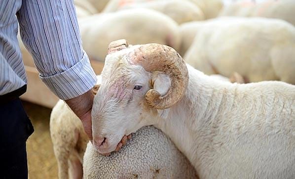 Kurbanlık fiyatları ne kadar? TZOB Başkanı Bayraktar açıkladı
