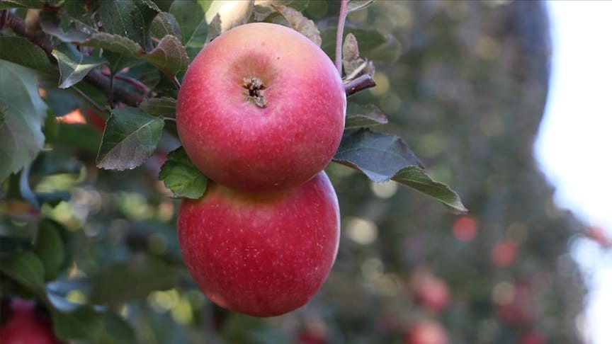 Hindistan'da elma üretimi için Türk-Hint ortak girişimi kuruldu