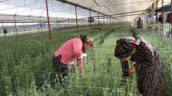 Deneme amaçlı üretildi, ihracat kapısı oldu