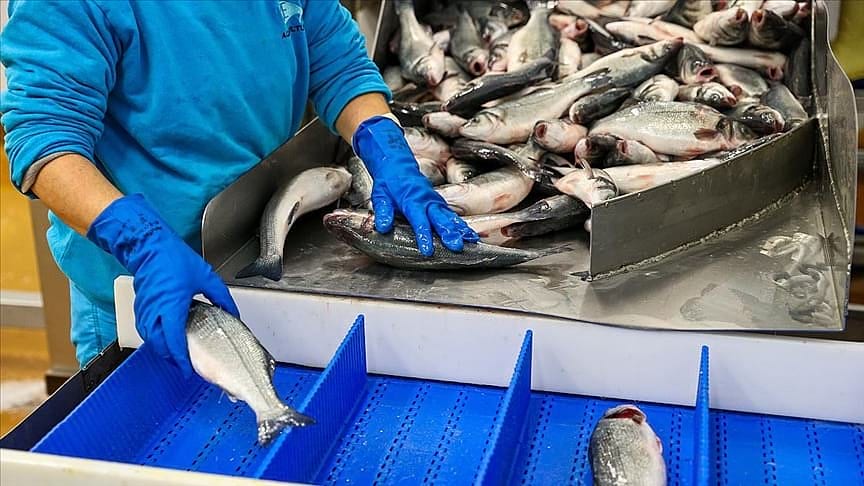 En fazla levrek Hollanda'ya, çipura İtalya'ya satıldı
