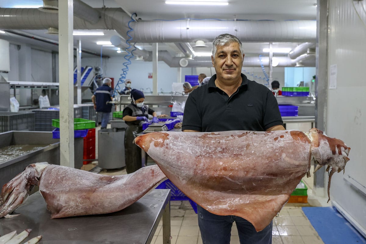 Balıkçı ağlarına takılan dev kalamarlar şaşkınlık yarattı