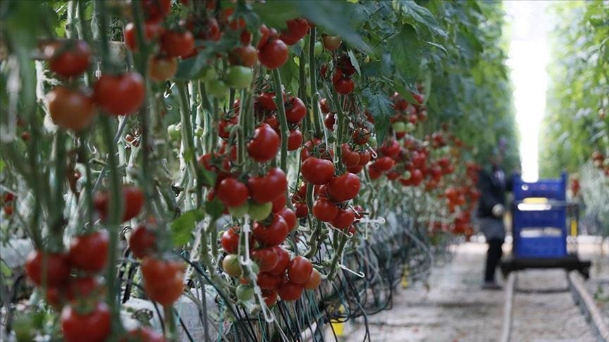 Türkiye'den 54 ülkeye 363,3 milyon dolarlık domates ihracatı
