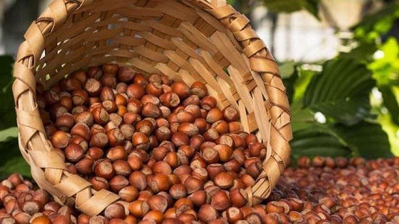Fındık alım fiyatı üreticiyi memnun etti