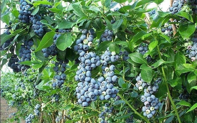'Maviyemiş'ten 60 milyon lira gelir beklentisi