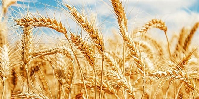 Trakya'da kirlilik alarmı: Buğday tarlalarında ağır metal izi 