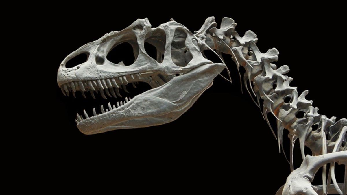 Bilinen en büyük boynuzlu dinozor 'Big John'un kalıntıları 8 milyon dolara satıldı