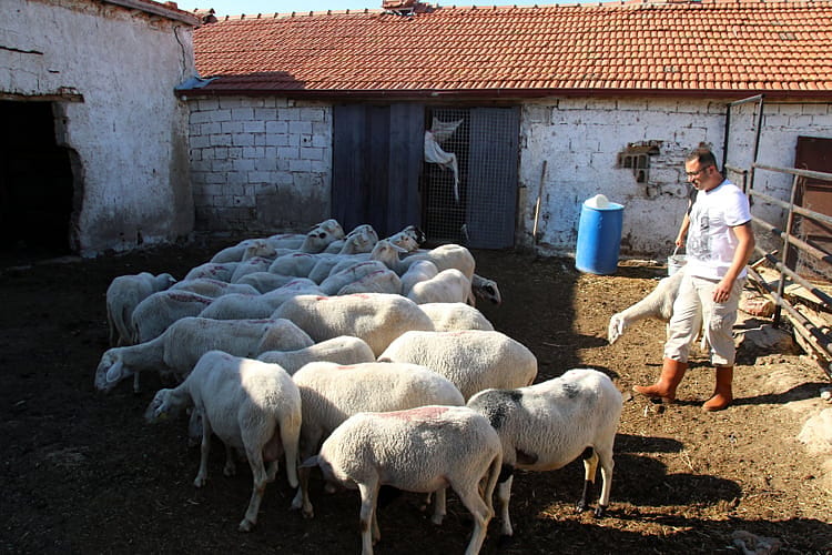 1 inekle başlamıştı, şimdi çiftliği var-1