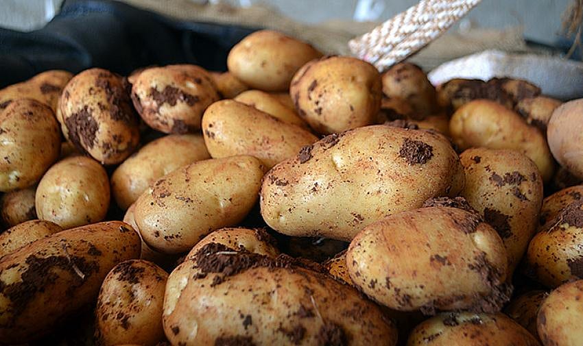 Patates üreticileri ihracat teşviki bekliyor
