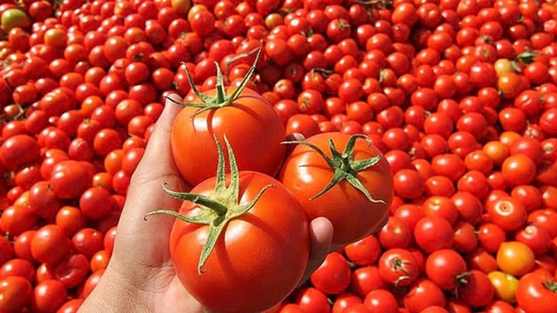 Rusya domates kotasını yükseltiyor
