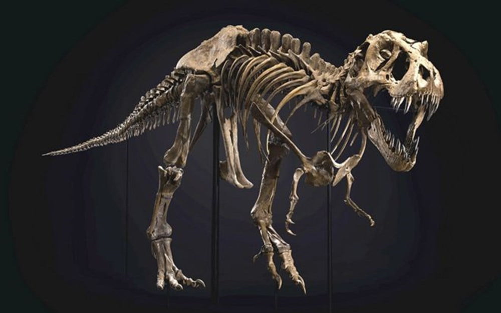 67 milyon yıllık T-Rex fosili rekor fiyata satıldı
