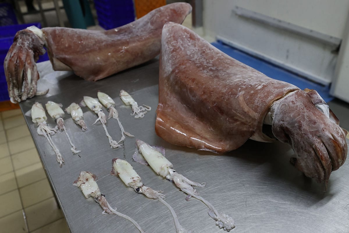 Balıkçı ağlarına takılan dev kalamarlar şaşkınlık yarattı-0