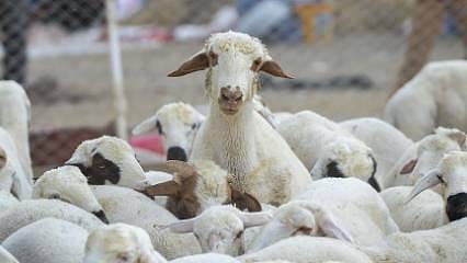 İtalya neden Kırgız çobanlar arıyor?