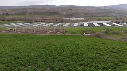 Bir ilk: Açık alanda tarıma entegre güneş enerjisi santrali