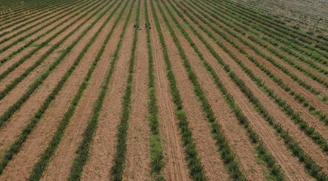 'Süper meyve' olarak anılıyor, Trakya'da ekili alanı genişliyor