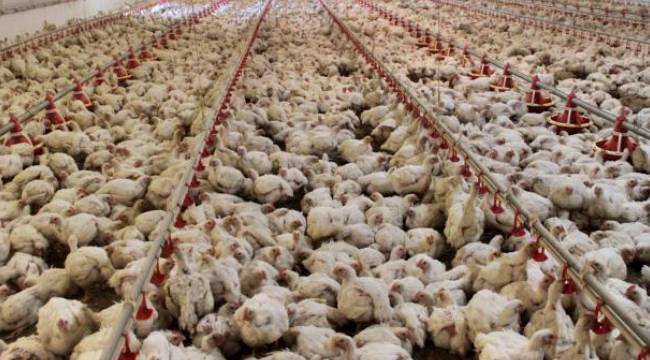 Japonya'da yaklaşık 10 milyon tavuk itlaf edildi