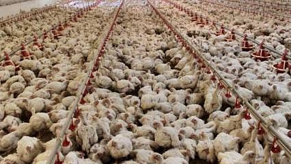 Japonya'da yaklaşık 10 milyon tavuk itlaf edildi