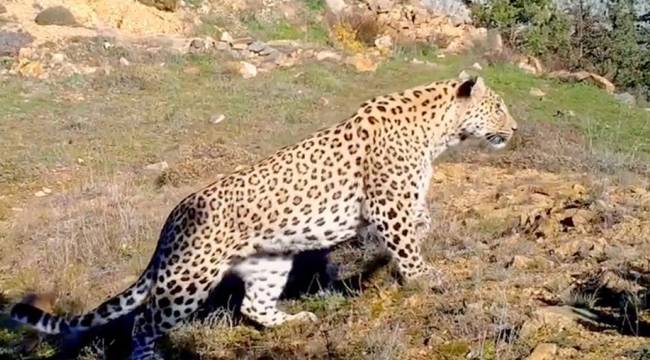 Anadolu leoparı iki ayrı bölgede böyle görüntülendi