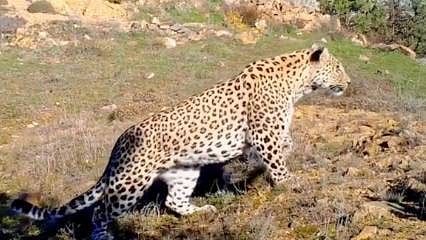 Anadolu leoparı iki ayrı bölgede böyle görüntülendi