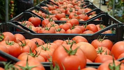Domates ihracatına deprem kısıtlaması 