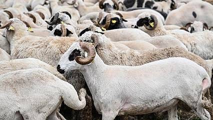 İstanbul'da kurbanlık satışına başlandı