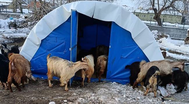 Deprem bölgesinde hayvan yetiştiricilerine yem desteği 