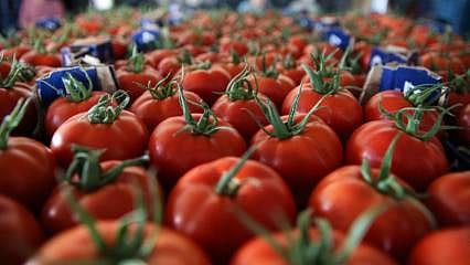 Domates ihracatından ilk çeyrekte 203 milyon dolarlık gelir