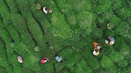 Çay üreticilerine destek ödemesi bugün yapılacak