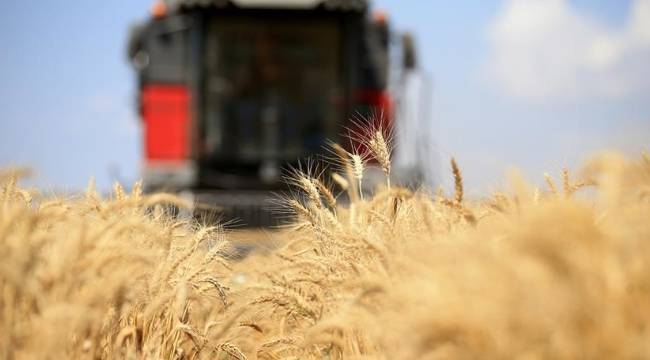 Küresel gıda fiyatları düşüşünü 12'nci aya taşıdı