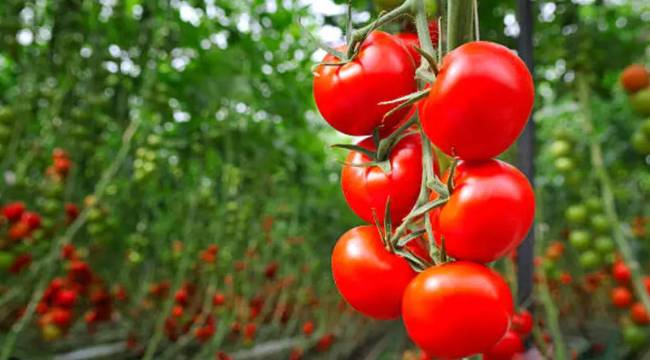  Rusya, Türkiye'den domates ithalat kotasını artırdı