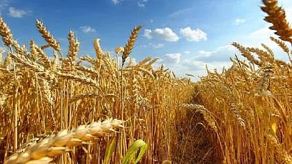 AB üyesi iki ülkeden Ukrayna tahılına yasak