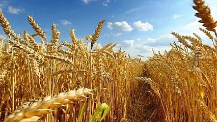 Buğday, mısır ve arpa ithalatında gümrük vergileri artırıldı 