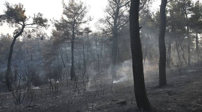 Çanakkale'deki orman yangını kontrol altına alındı