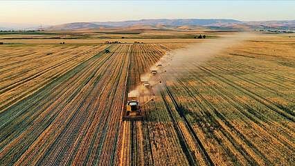 163,1 milyon liralık tarımsal destekleme ödemesi çitçilerin hesaplarına bugün yatırılacak